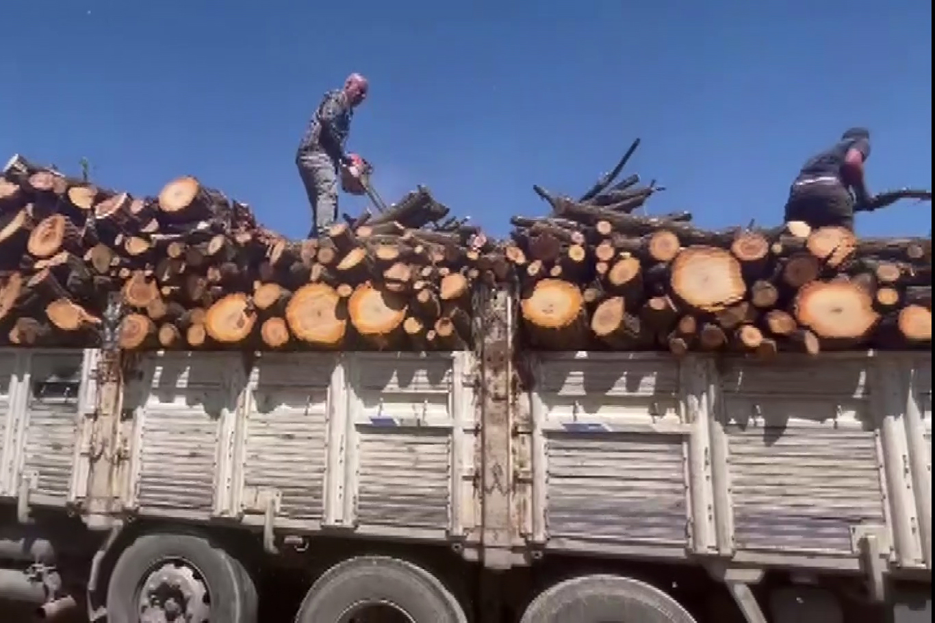 Zirai dondan etkilenen kayısı ağaçları odun fiyatına satılıyor  