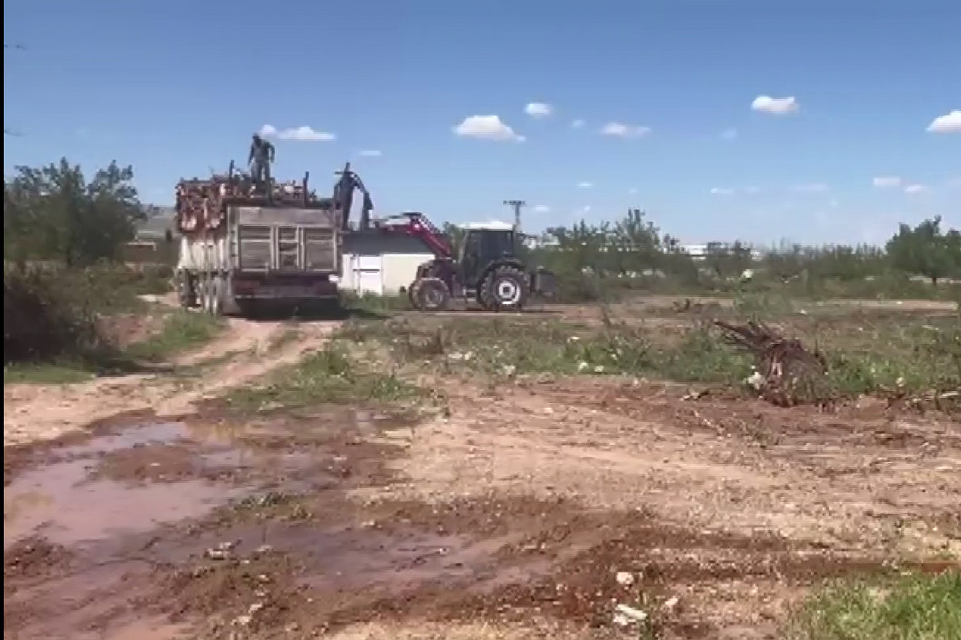 Zirai dondan etkilenen kayısı ağaçları odun fiyatına satılıyor  