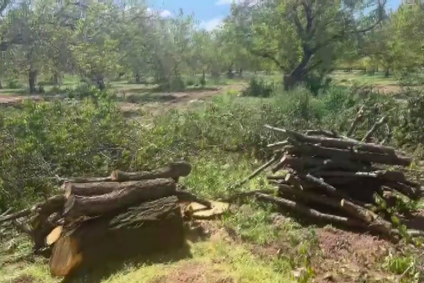 Zirai dondan etkilenen kayısı ağaçları odun fiyatına satılıyor  