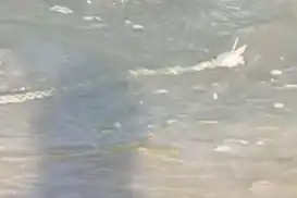 Ağrı'da çift boynuzlu yılan görüldü