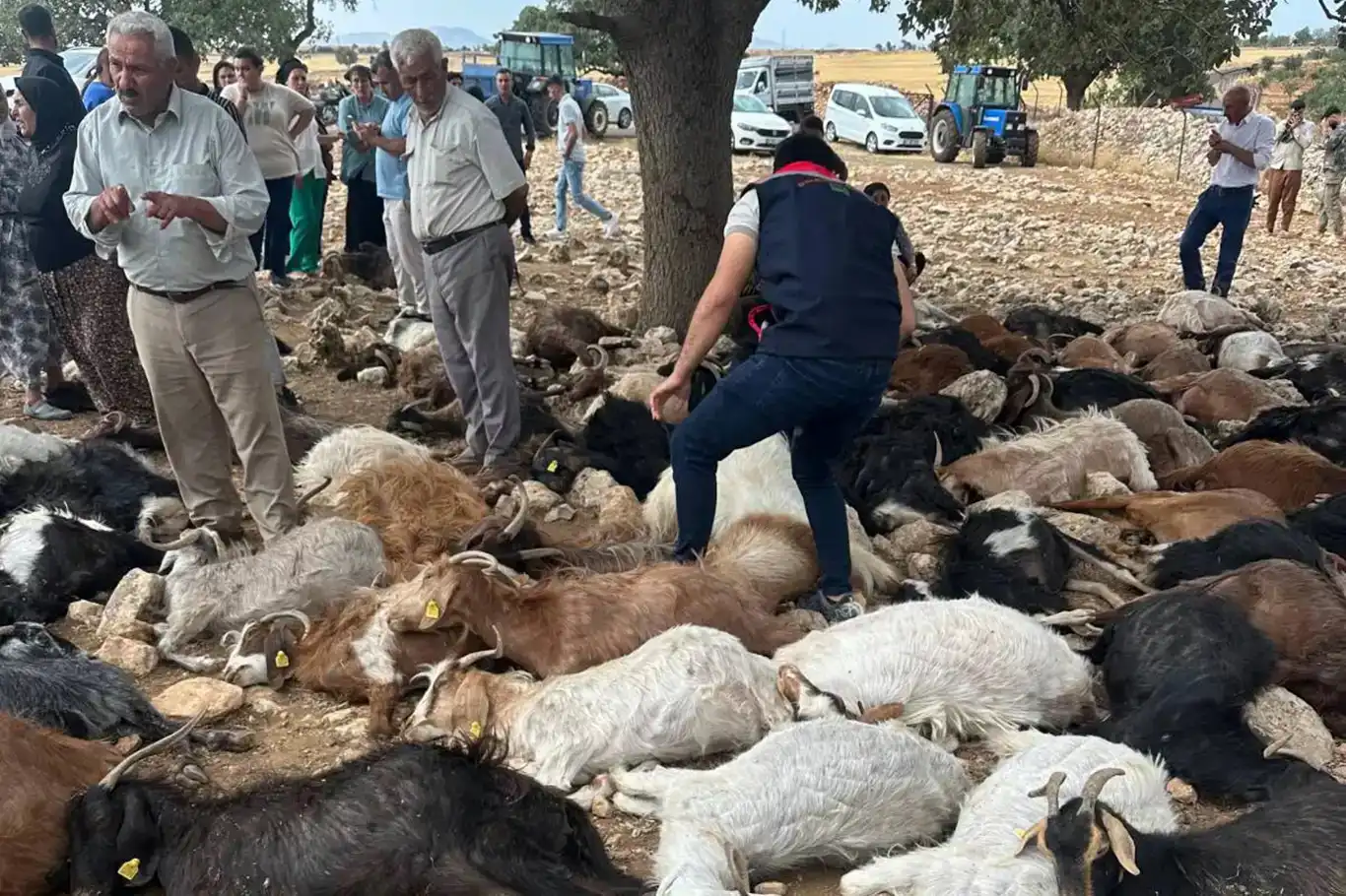 Li Şirnexê brûsk li 100 bizinan xist, hemû telifîn Li Şirnexê brûsk li 100 bizinan xist, hemû telifîn