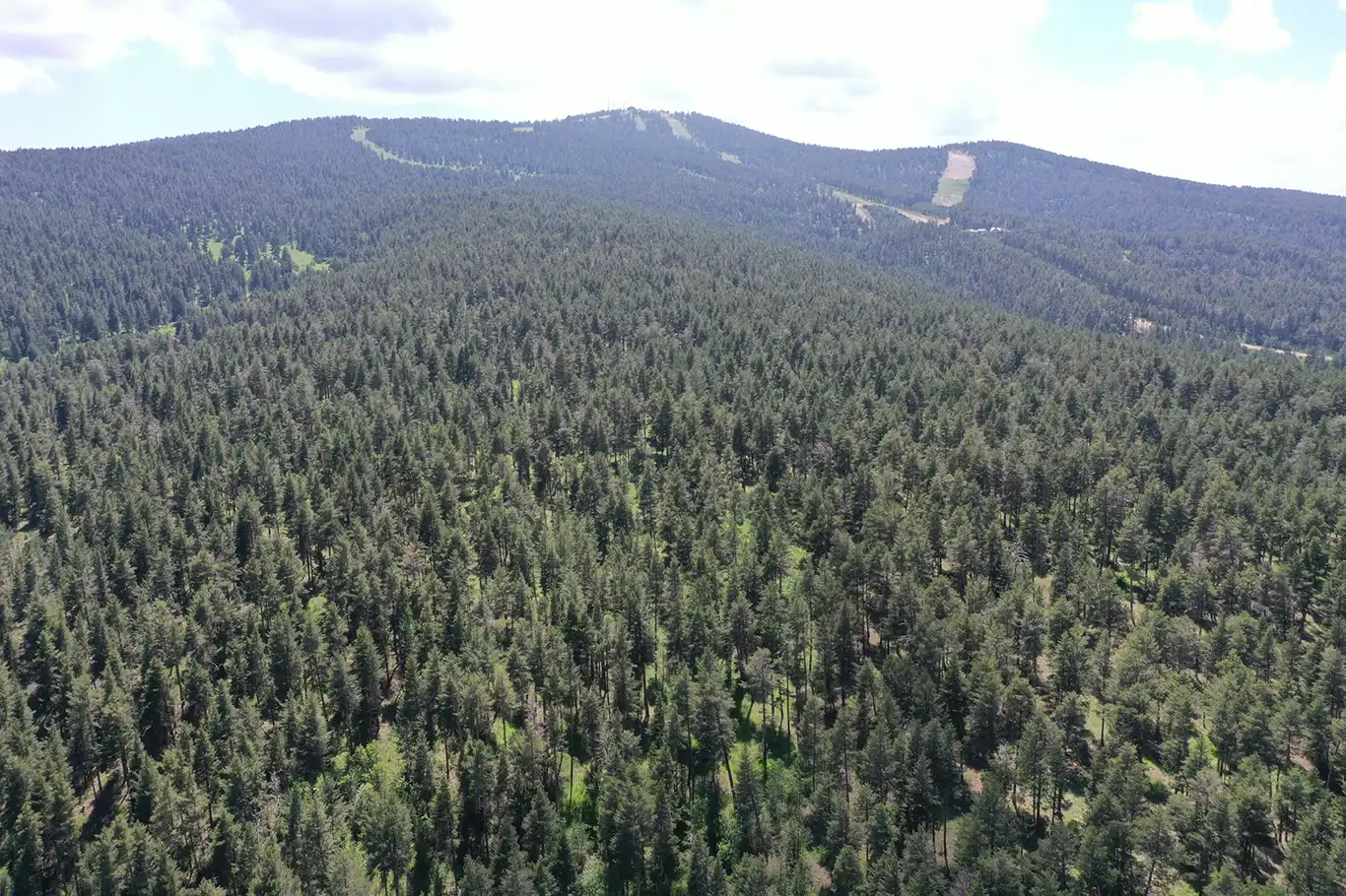 Şanlıurfa'da ormanlara giriş yasağı 