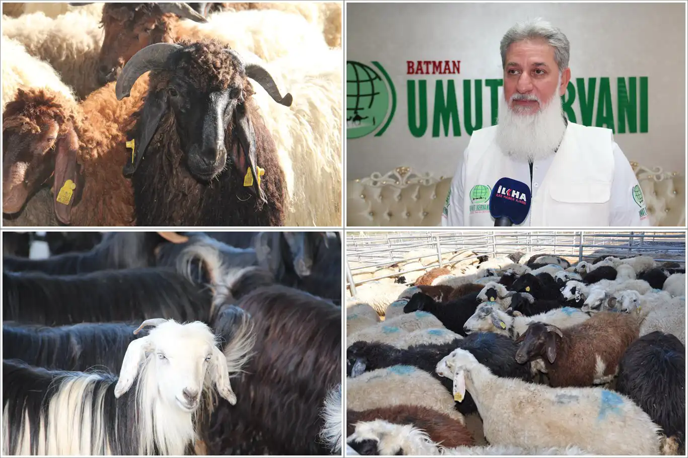 Umut Kervanı, bayramda binlerce aileye kurban eti ulaştıracak Umut Kervanı, bayramda binlerce aileye kurban eti ulaştıracak