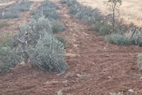 Yahudiler ekini ve nesli ifsad etmeyi sürdürüyor