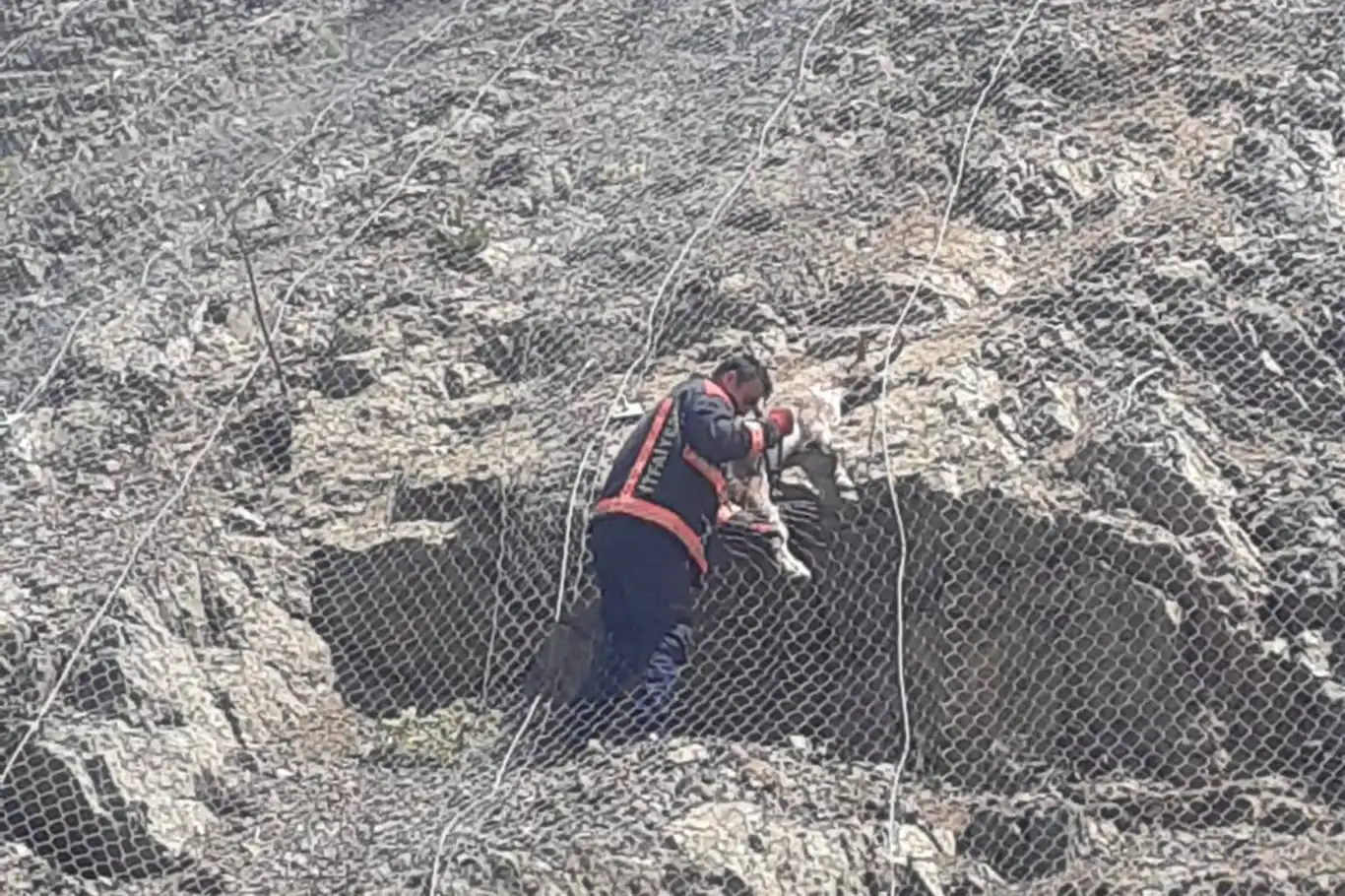Tellerin arasına sıkışan yaban keçileri kurtarıldı