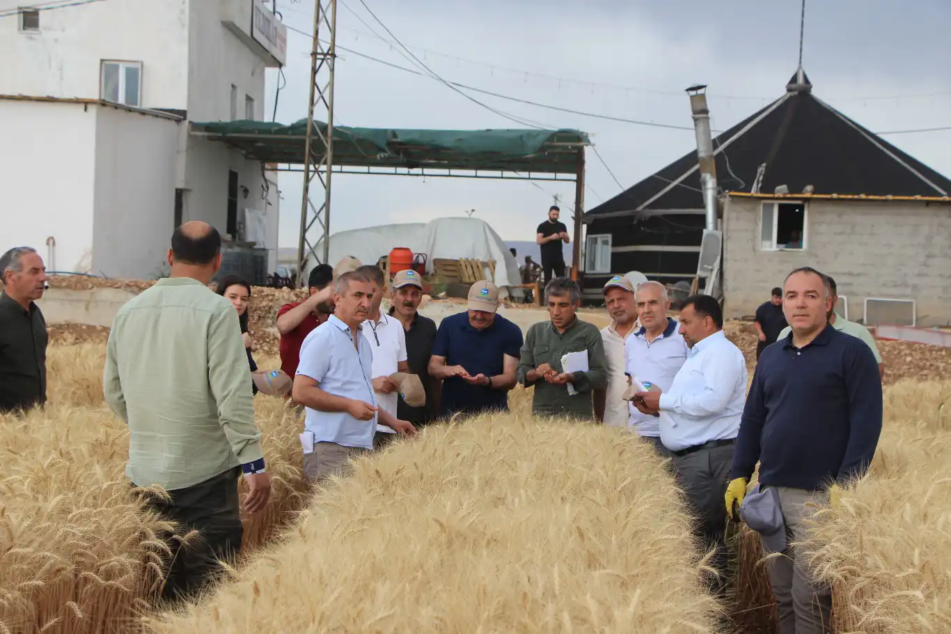 “Tarla Günü” etkinliğinde kuraklığa dayanıklı buğday tanıtıldı “Tarla Günü” etkinliğinde kuraklığa dayanıklı buğday tanıtıldı