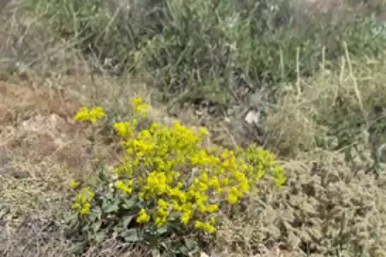 Malatya'da şifa arayanlar dağları gezerek kantaron topluyor