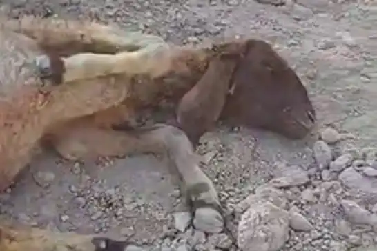 Gaziantep'te sokak köpeklerinin saldırısına uğrayan koyun telef oldu