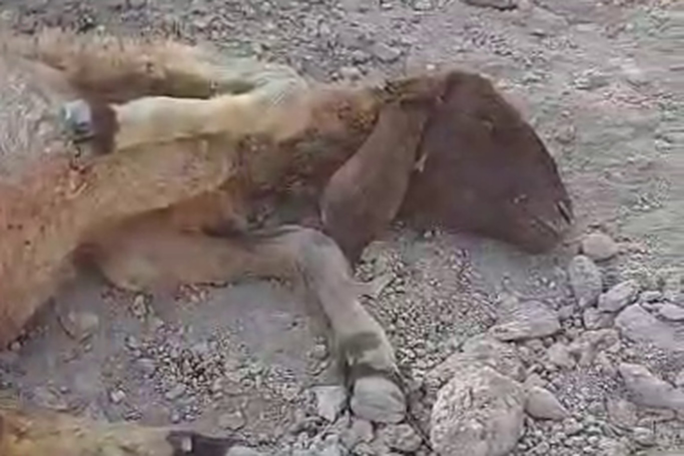 Gaziantep'te sokak köpeklerinin saldırısına uğrayan koyun telef oldu Gaziantep'te sokak köpeklerinin saldırısına uğrayan koyun telef oldu