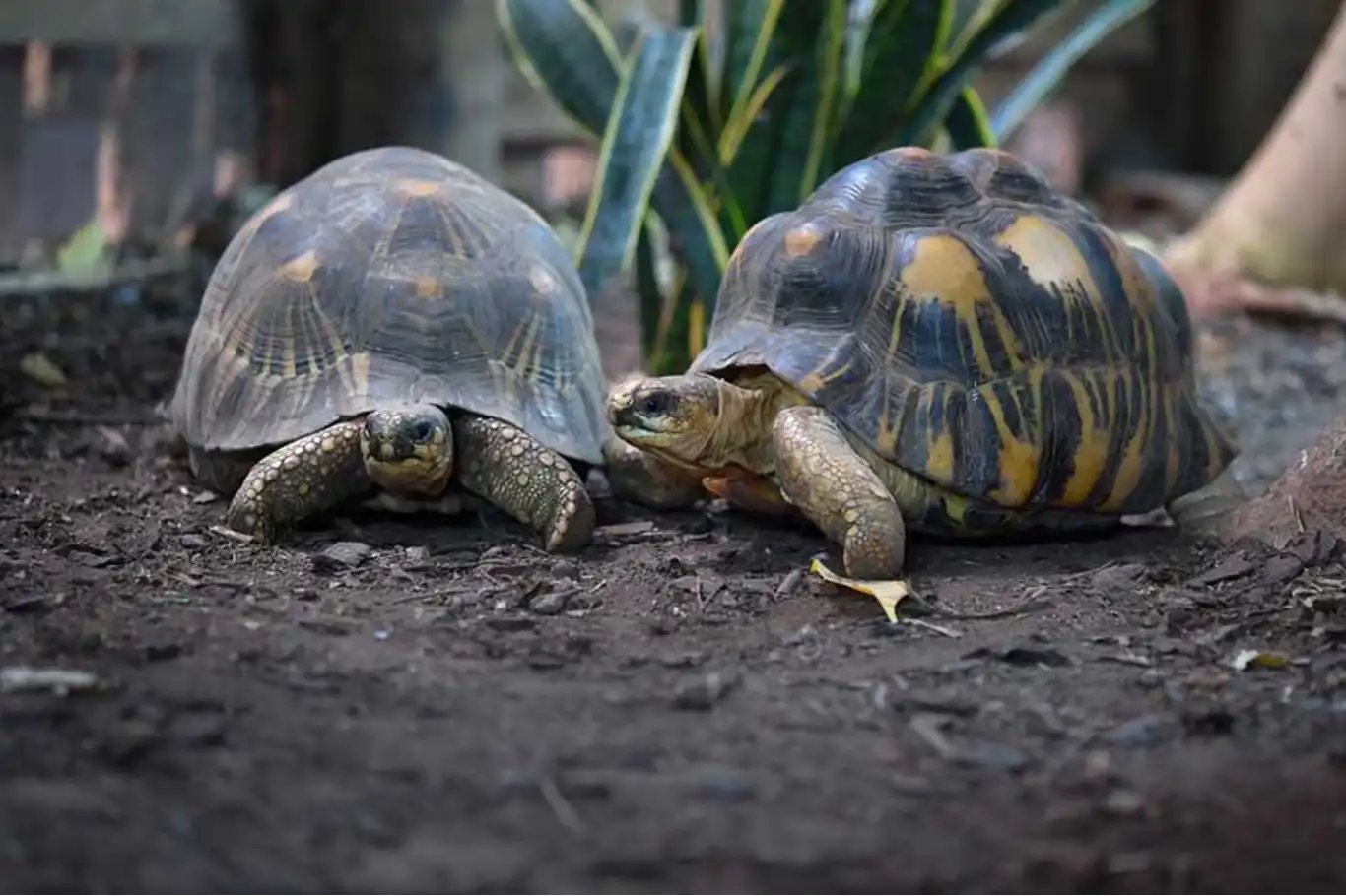 İngiliz bilim insanları, kaplumbağaların kanser tedavisinin anahtarı olabileceğini düşünüyor İngiliz bilim insanları, kaplumbağaların kanser tedavisinin anahtarı olabileceğini düşünüyor