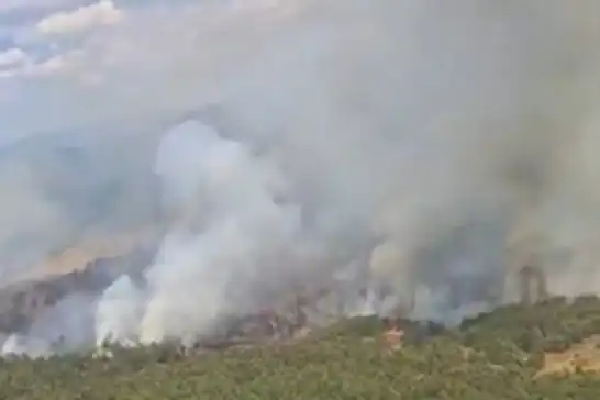 Uşak'ta orman yangını