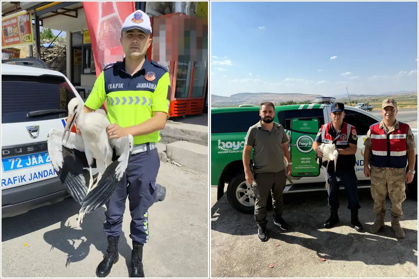 Batman'da yaralı leylek tedavi altına alındı Batman'da yaralı leylek tedavi altına alındı