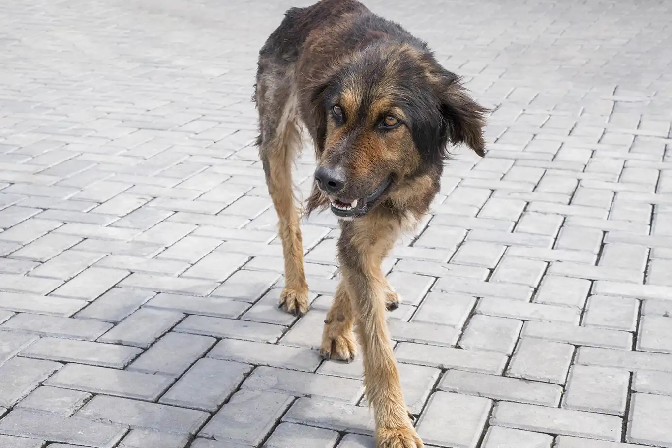 Başıboş köpekler vatandaşı tedirgin ediyor: Can güvenliğimiz tehlikede Başıboş köpekler vatandaşı tedirgin ediyor: Can güvenliğimiz tehlikede