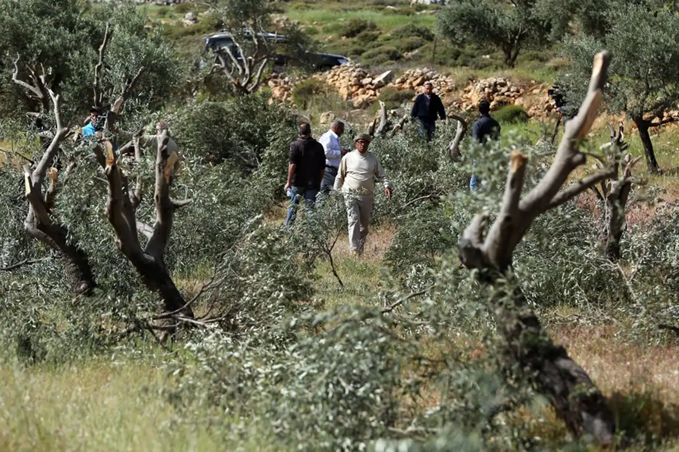Yahudi çeteler Nablus'ta Filistinlilere saldırdı: Yaralılar var Yahudi çeteler Nablus'ta Filistinlilere saldırdı: Yaralılar var
