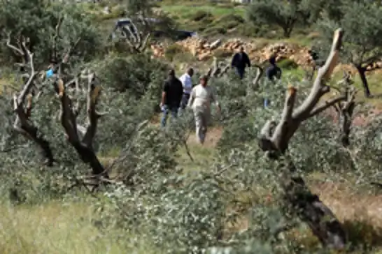 Yahudi çeteler Nablus'ta Filistinlilere saldırdı: Yaralılar var
