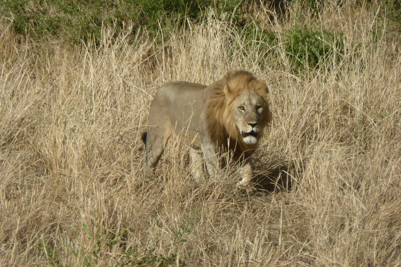 Antalya'da aslan firar etti: 1 yaralı Antalya'da aslan firar etti: 1 yaralı