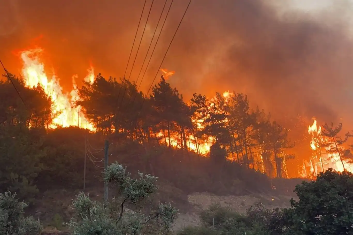 Bolu'da orman yangını Bolu'da orman yangını