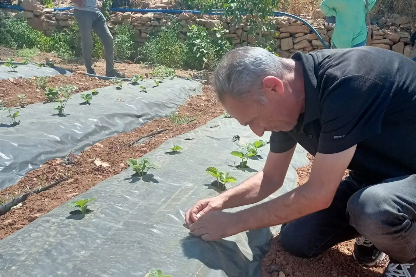 Siirt’te bitkisel üretim alanlarında hastalık ve zararlı takibi sürüyor Siirt’te bitkisel üretim alanlarında hastalık ve zararlı takibi sürüyor