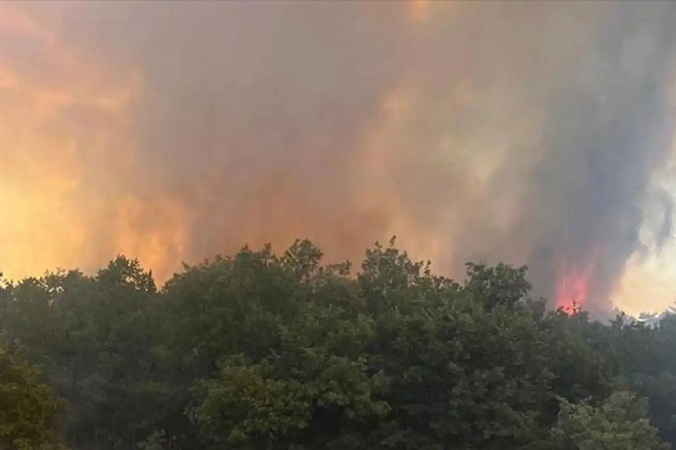 Bursa'da orman yangını