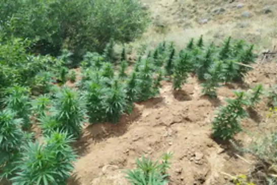 Bingöl'de 2 bin 365 kök kenevir ele geçirildi