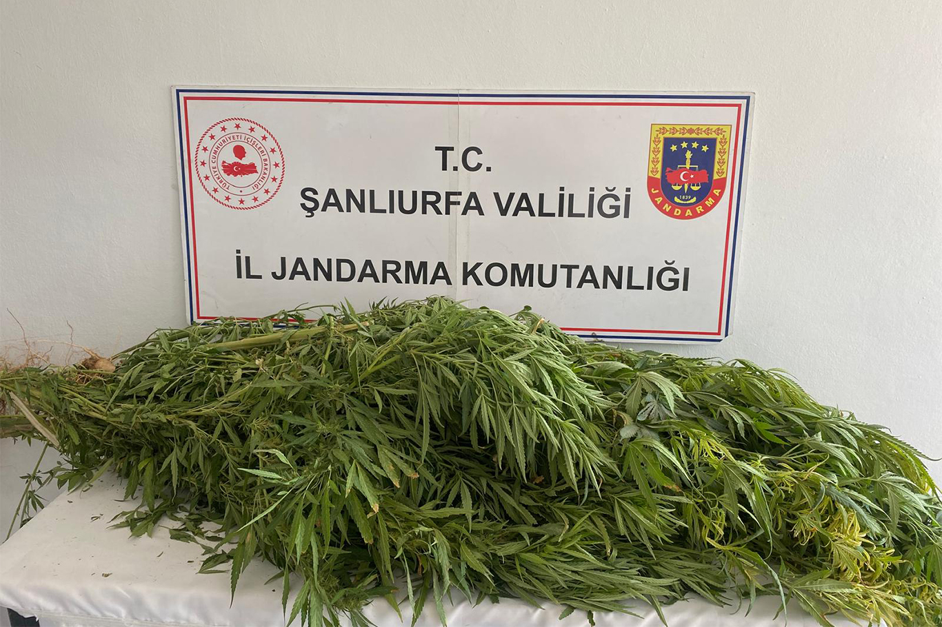 Şanlıurfa’da jandarmadan uyuşturucu operasyonu Şanlıurfa’da jandarmadan uyuşturucu operasyonu