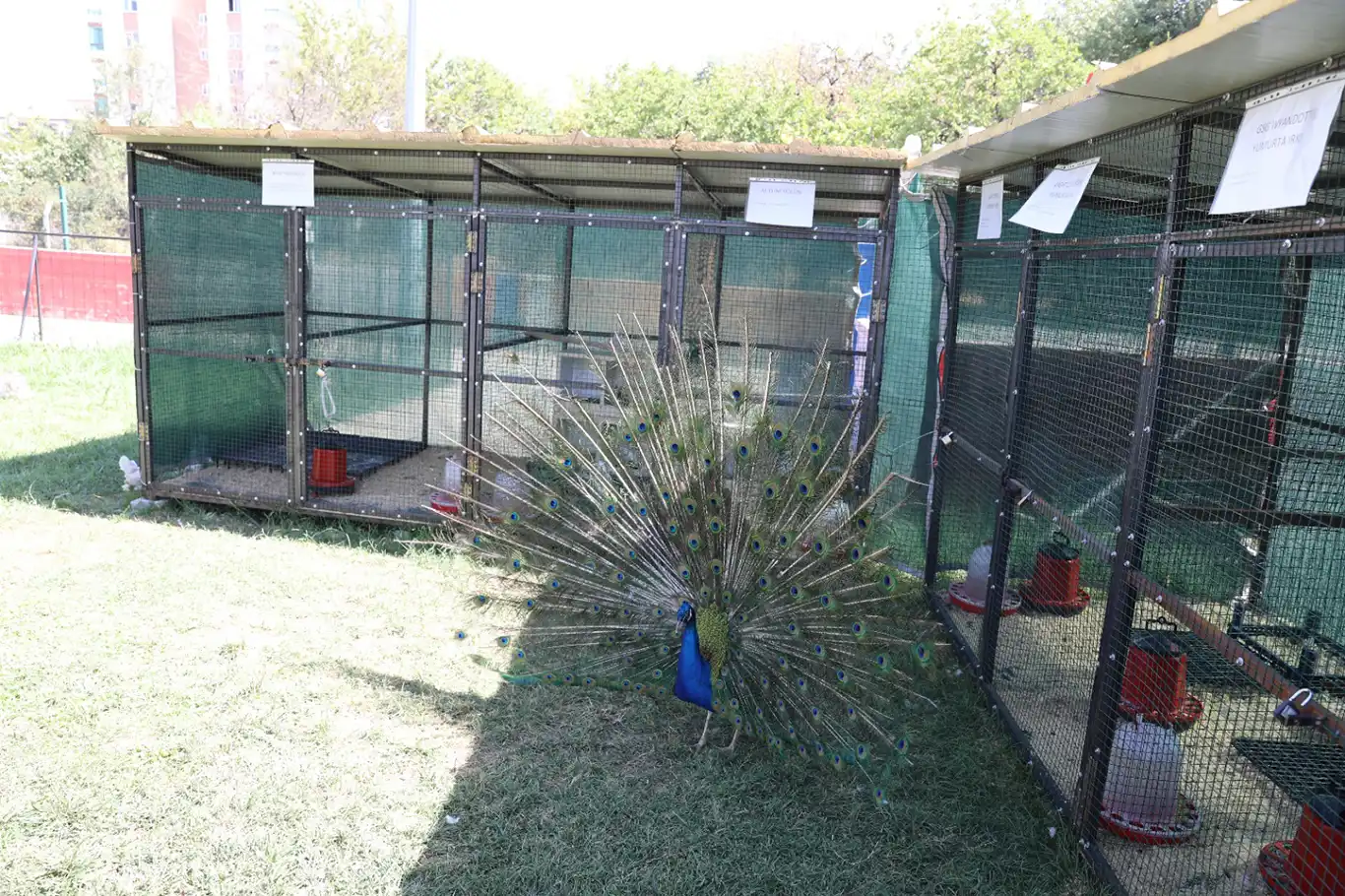 Battalgazi Engelsiz Yaşam Merkezi'nde hayvanlarla rehabilitasyon başladı Battalgazi Engelsiz Yaşam Merkezi'nde hayvanlarla rehabilitasyon başladı