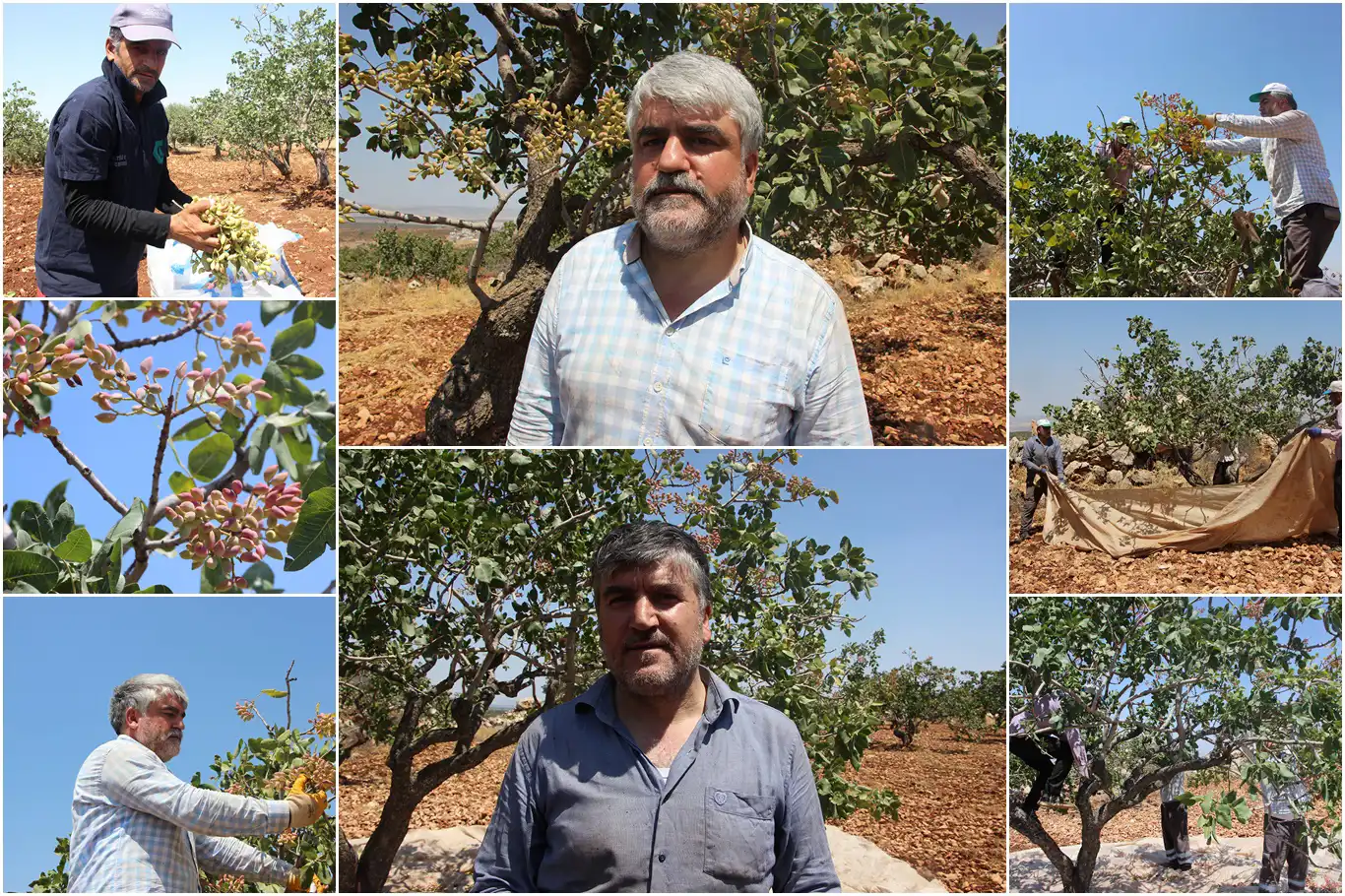 Fıstık üreticisi: Rekolte düşük, fiyatlar iyi