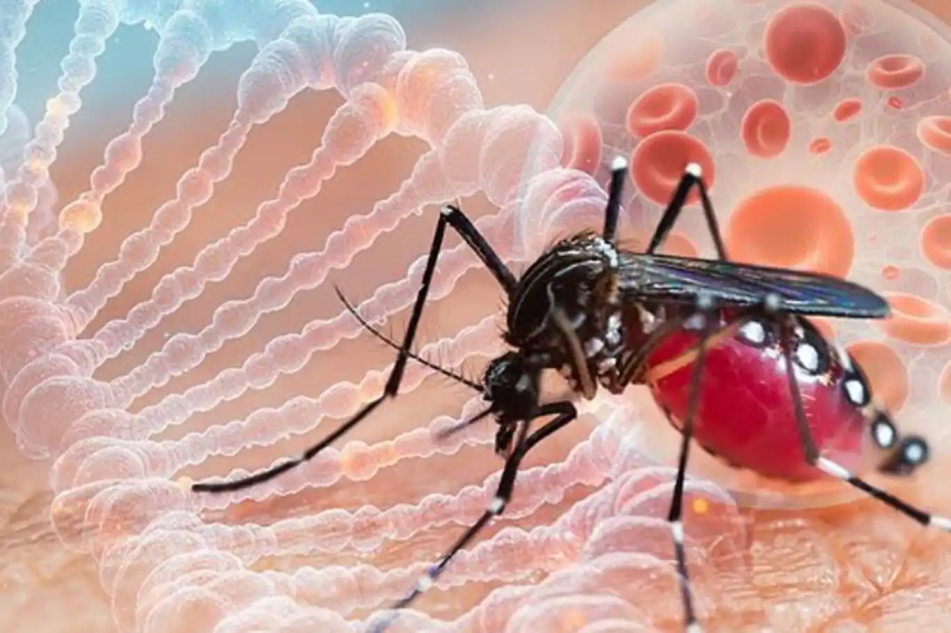 İngiltere'de chikungunya virüsü vakalarında artış 