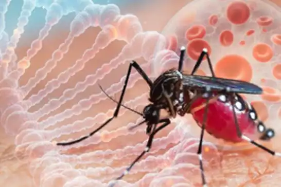İngiltere'de chikungunya virüsü vakalarında artış 