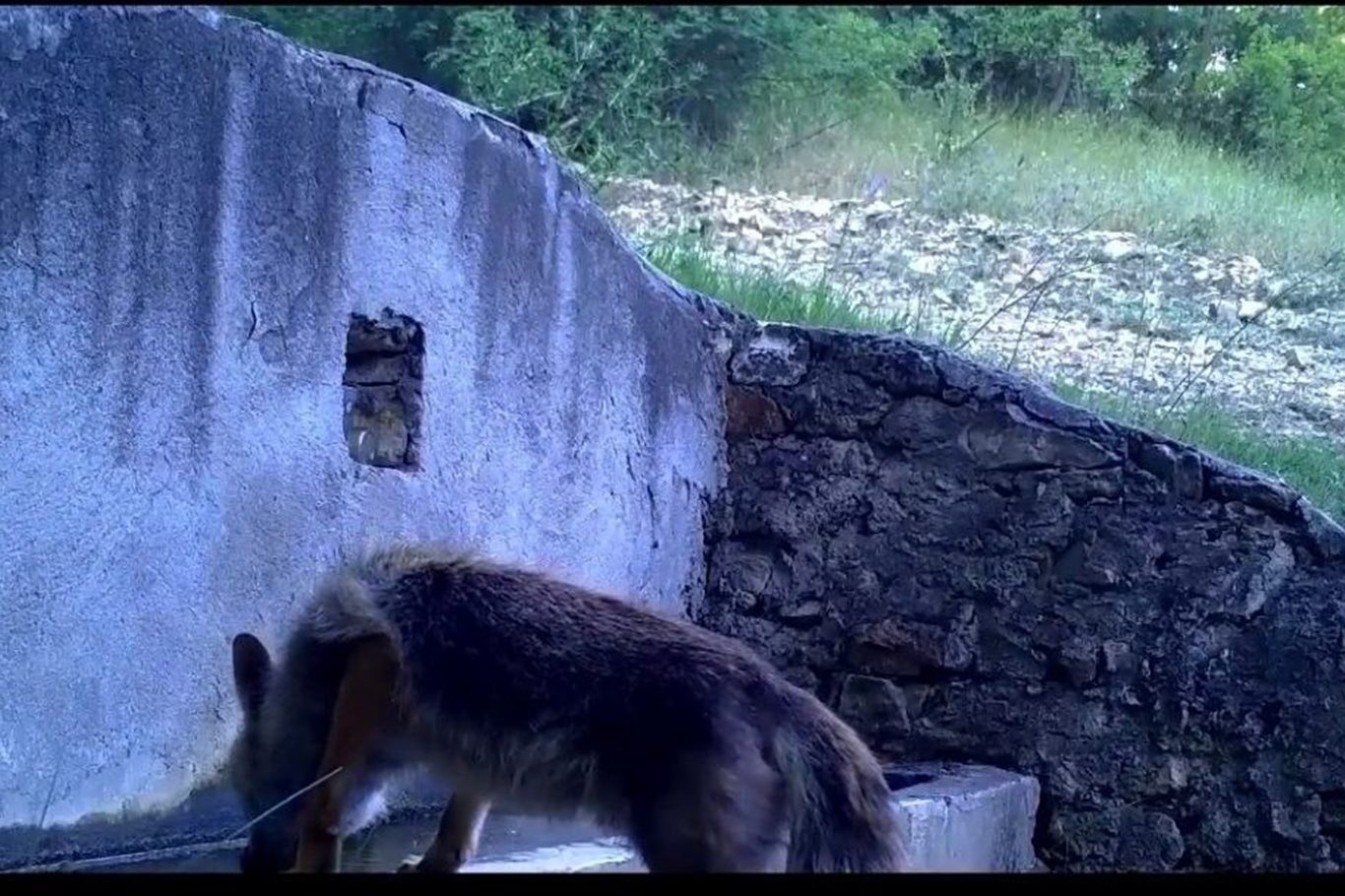 Bursa’da aynı çeşmeden su içen tilki ve sincap, foto kapanla görüntülendi Bursa’da aynı çeşmeden su içen tilki ve sincap, foto kapanla görüntülendi