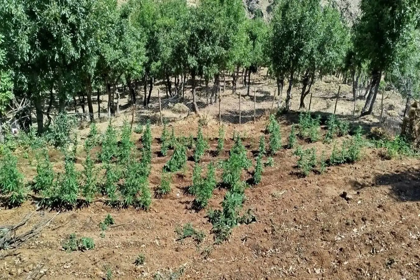 Bingöl’de 8 bin 332 kök kenevir ele geçirildi Bingöl’de 8 bin 332 kök kenevir ele geçirildi