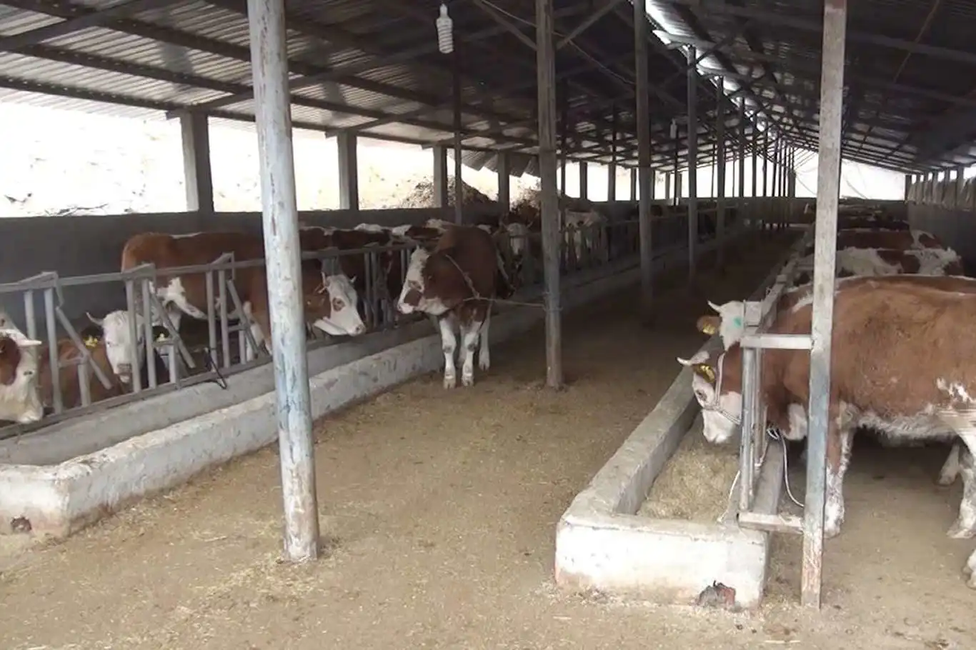 Bakan Yumaklı: Sütçü ırka göre daha fazla ve kaliteli et üreten hayvanlar elde edeceğiz Bakan Yumaklı: Sütçü ırka göre daha fazla ve kaliteli et üreten hayvanlar elde edeceğiz
