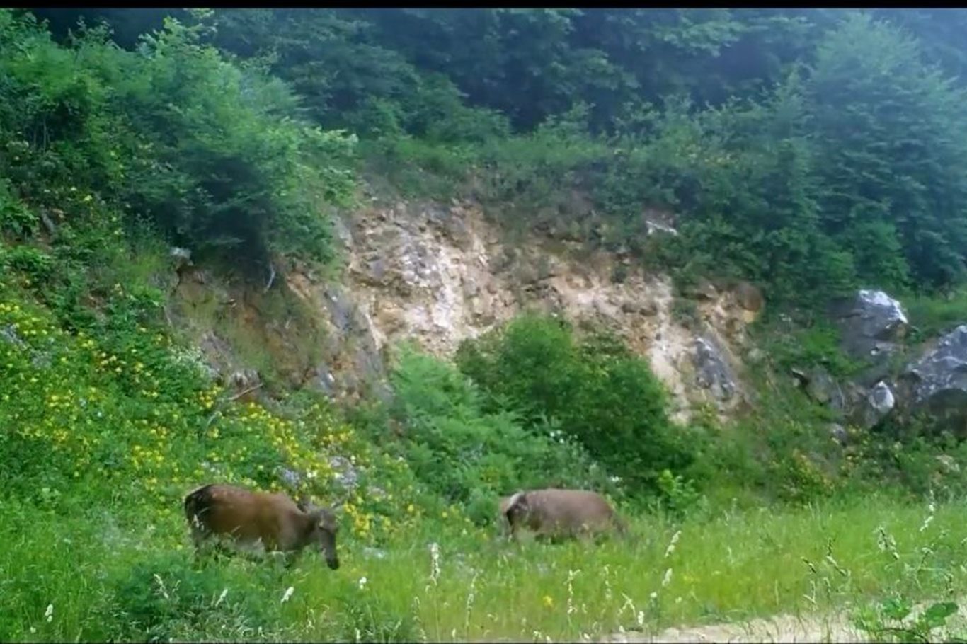 Bursa ormanlarında üç kızılgeyik foto kapanla görüntülendi