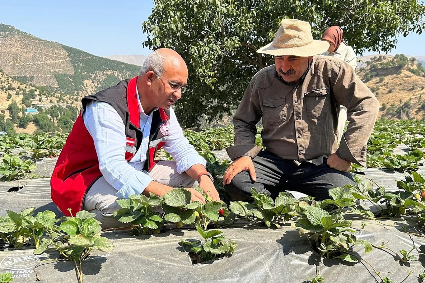 Şirvan’da çilek üretimi başladı: İlçe tarımda yeni bir sayfa açıyor
