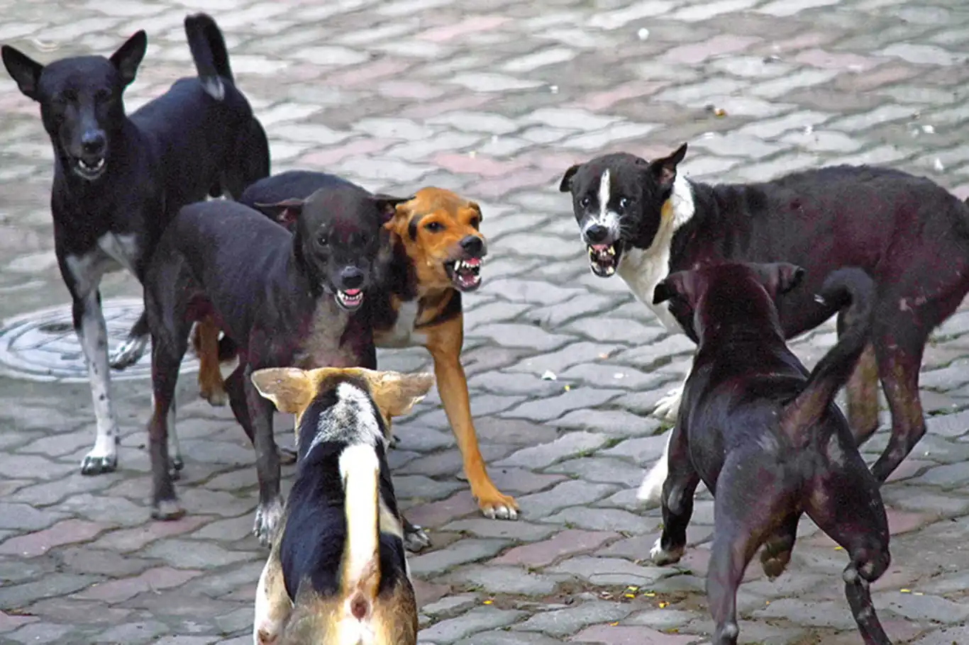 Şanlıurfa'da vatandaşlardan başıboş köpekler için çözüm çağrısı Şanlıurfa'da vatandaşlardan başıboş köpekler için çözüm çağrısı