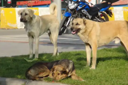 Mazıdağı’nda vatandaşlar sokak köpeklerinden şikâyetçi