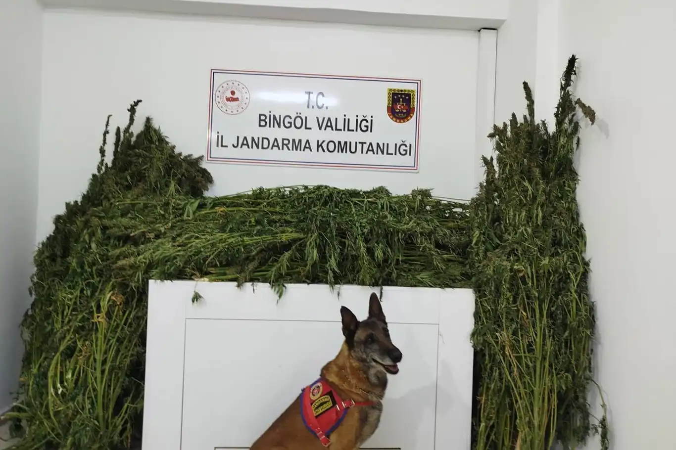 Bingöl’de 91 kilo esrar ele geçirildi Bingöl’de 91 kilo esrar ele geçirildi