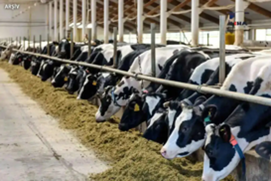 Türkiye sees increase in cattle, sheep, and goat numbers in June