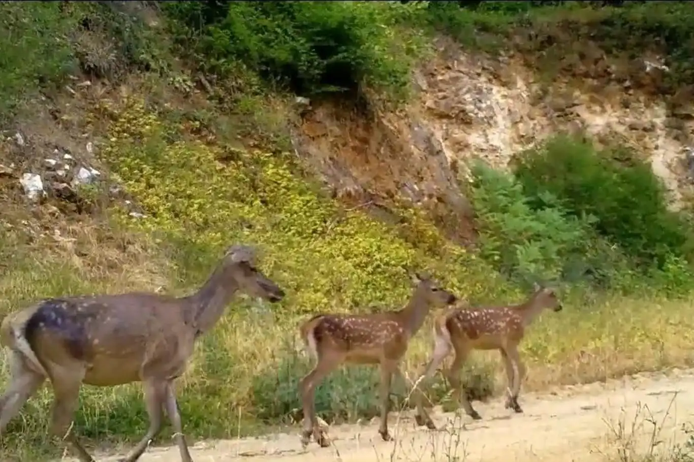 Bursa'da İki farklı kızılgeyik ailesi, foto kapanla görüntülendi