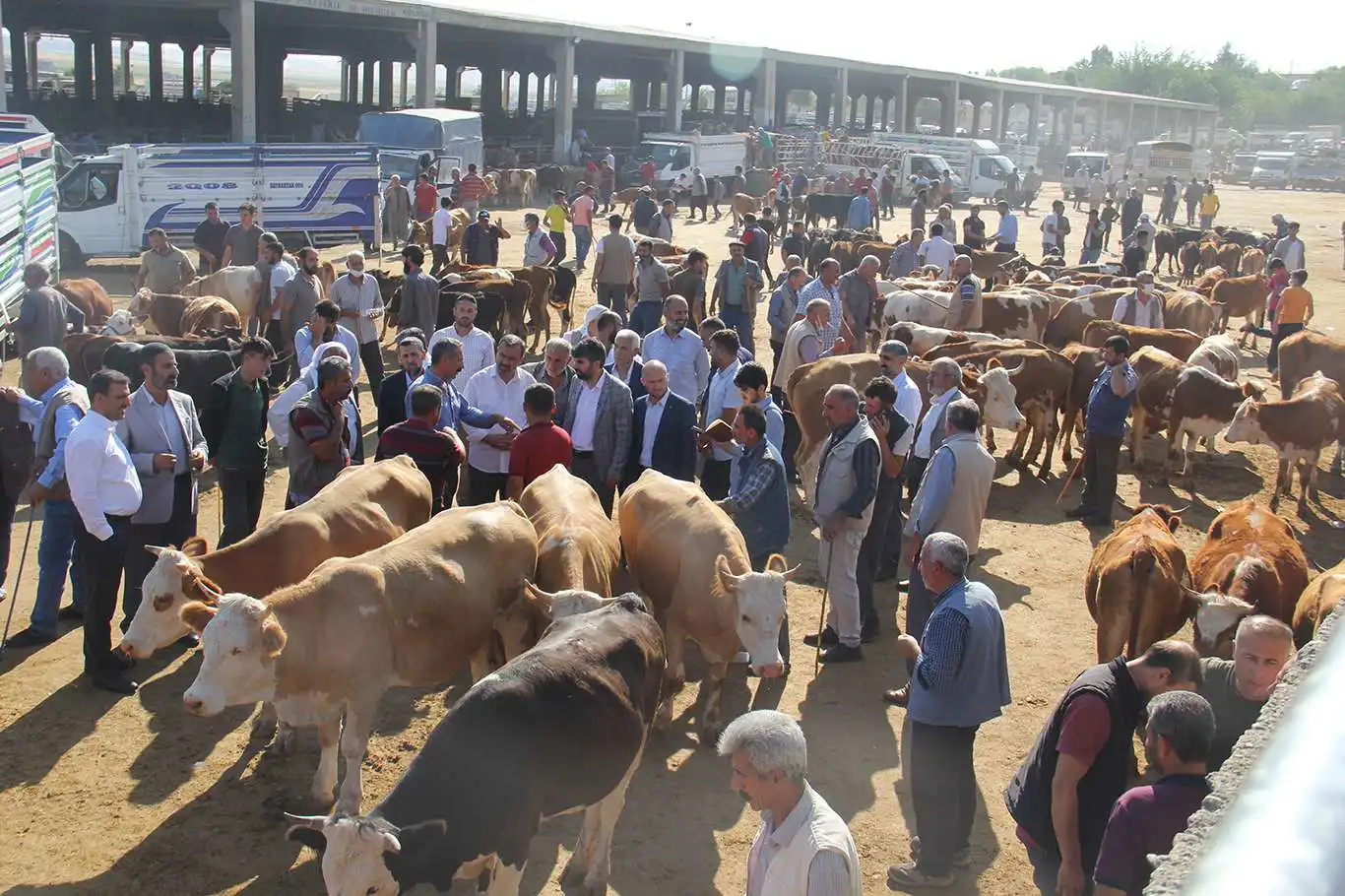 Aktif hale getirilen hayvan pazarı sayısı 38'e yükseldi Aktif hale getirilen hayvan pazarı sayısı 38'e yükseldi