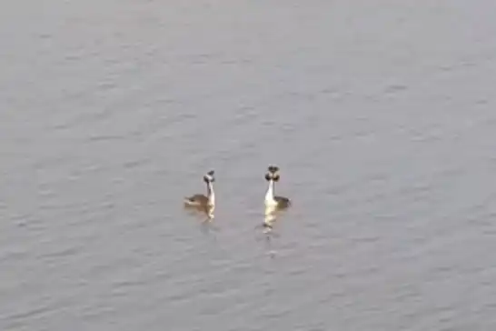 Doğanın zarif kuşu Bahri (Podiceps cristatus) objektiflere yansıdı
