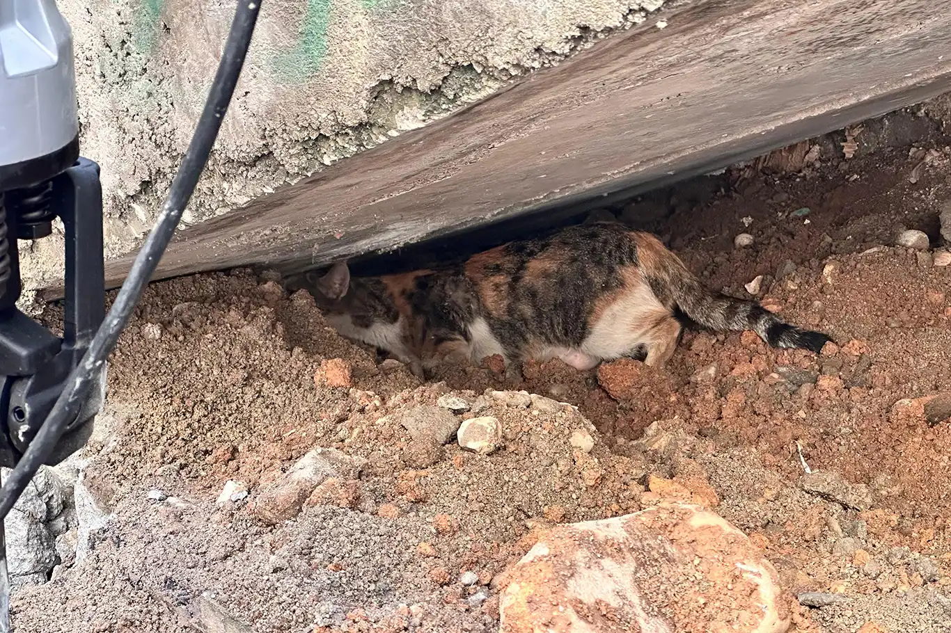 Merdiven boşluğuna sıkışan kedi itfaiye ekipleri tarafından kurtarıldı