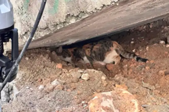 Merdiven boşluğuna sıkışan kedi itfaiye ekipleri tarafından kurtarıldı