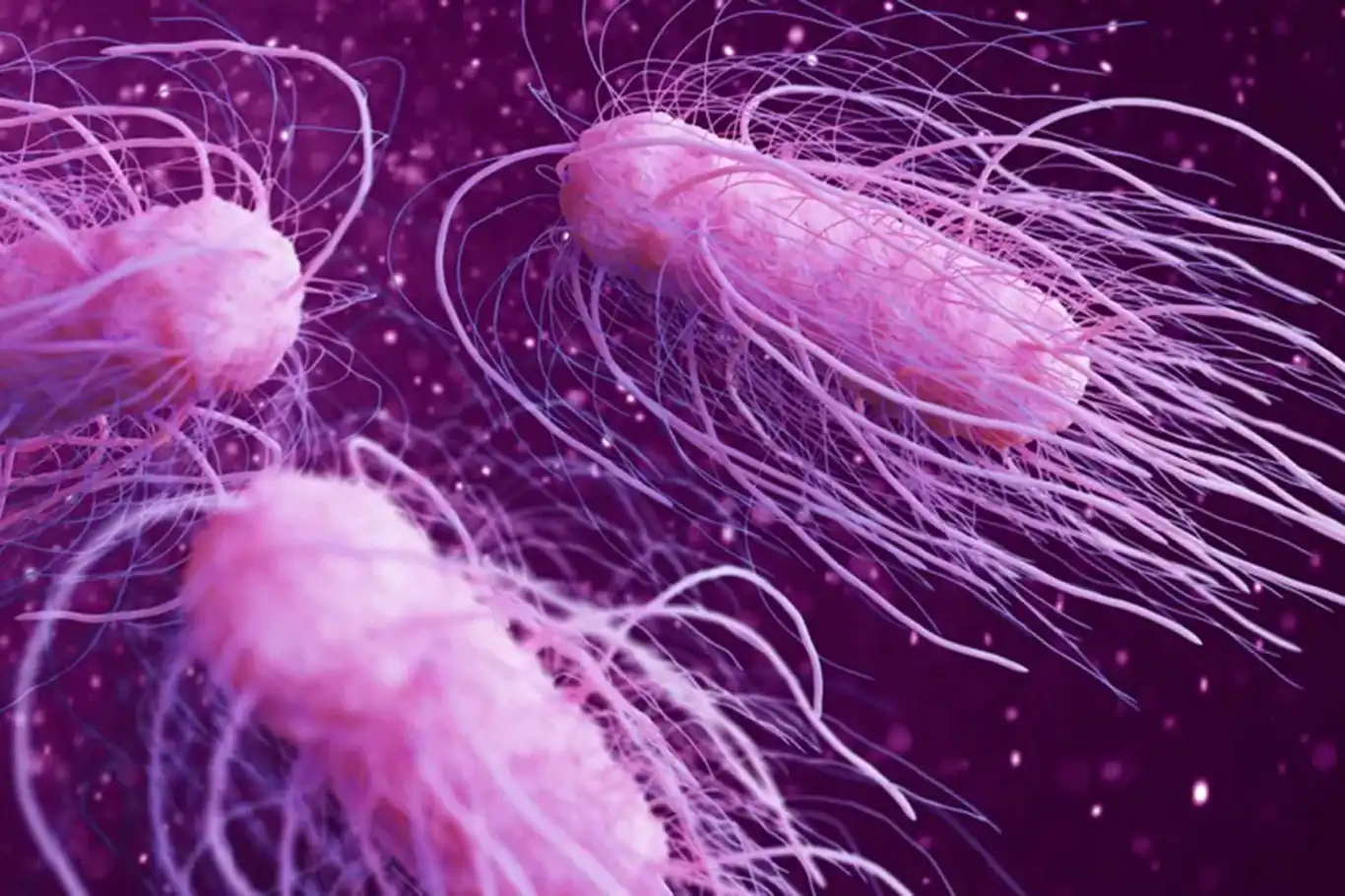ABD’de salmonella alarmı ABD’de salmonella alarmı