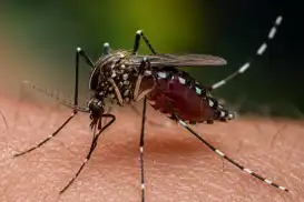 West Nile virus death toll rises to nine in Netherlands