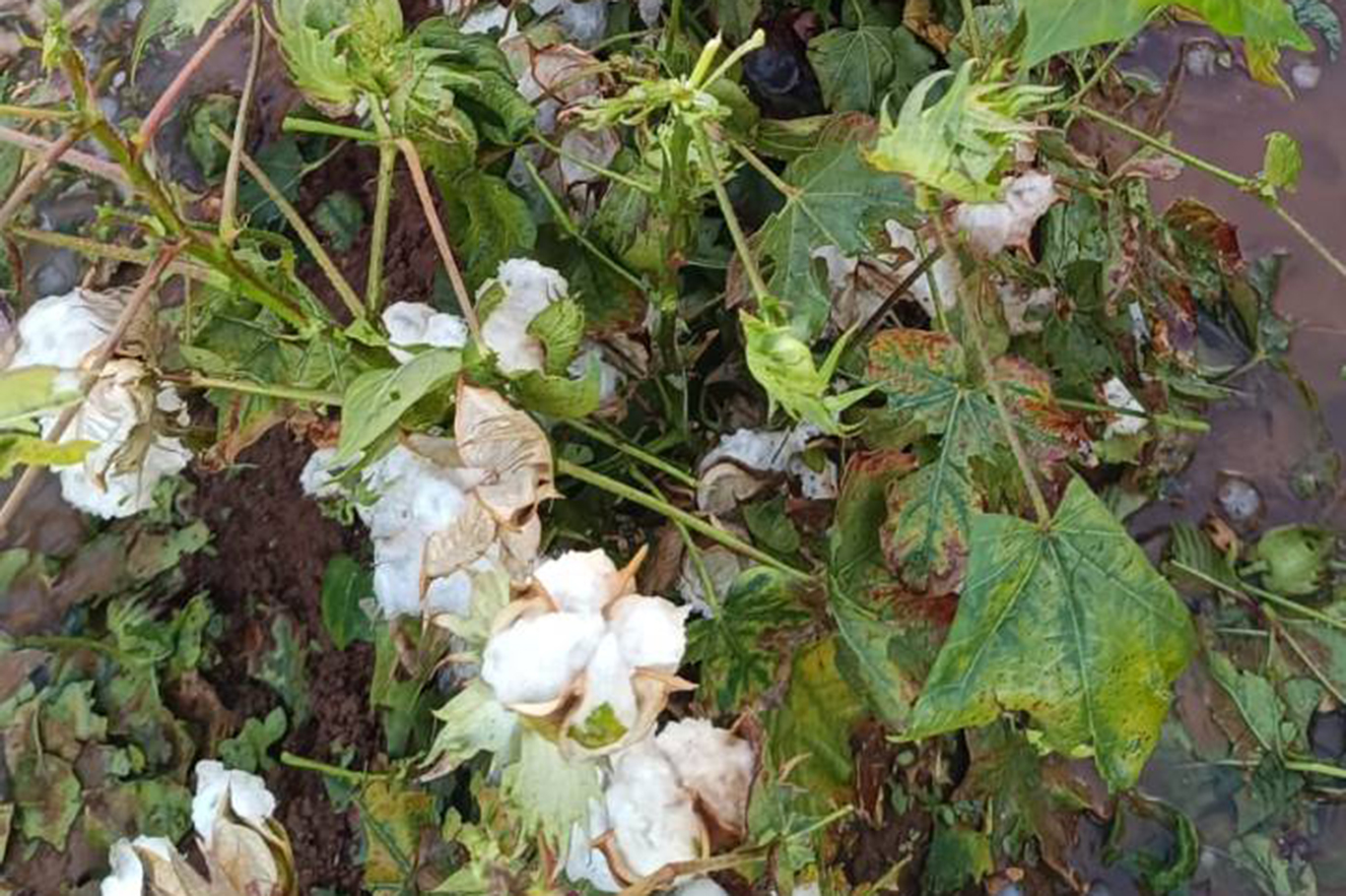 Şanlıurfa'da yağış ve dolu ekili alanlara zarar verdi