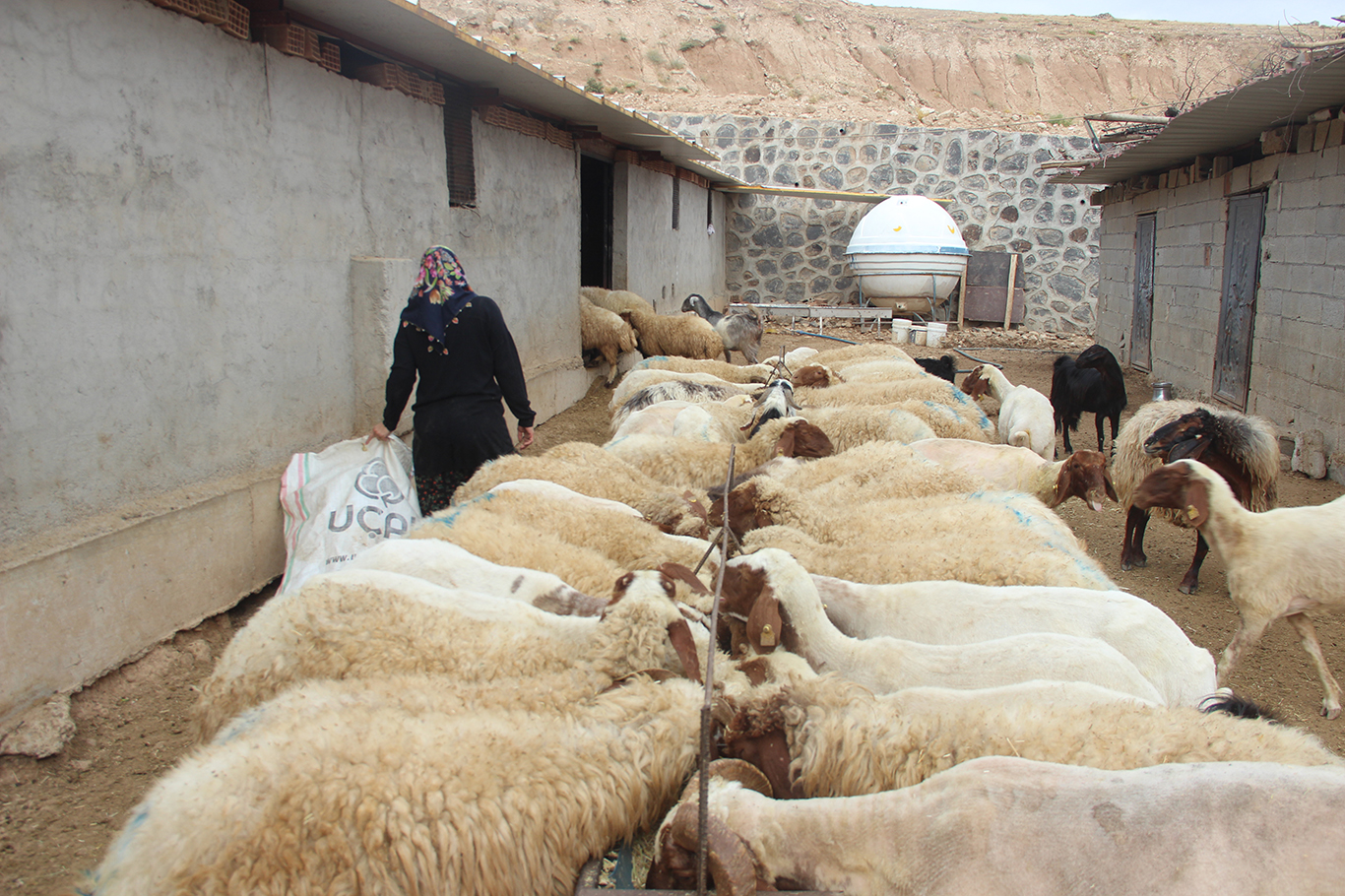 10 KOYUNLA BAŞLADI, DEVLET DESTEĞİYLE 250’YE ULAŞTI: 4 ÇOCUK ANNESİNİN EN BÜYÜK HEDEFİ ÇİFTLİK KURMAK