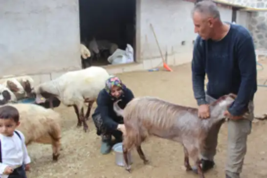 10 koyunla başlayan 4 çocuk annesinin en büyük hedefi çiftlik kurmak