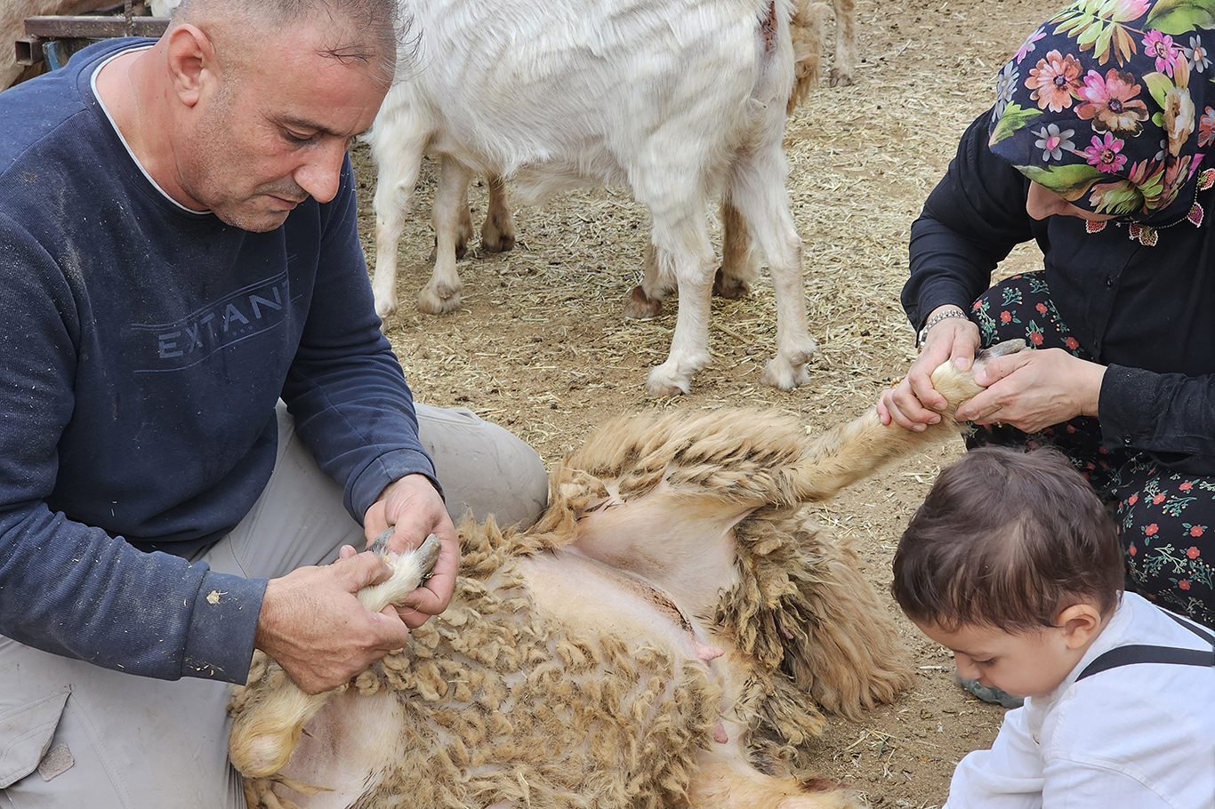 10 koyunla başlayan 4 çocuk annesinin en büyük hedefi çiftlik kurmak