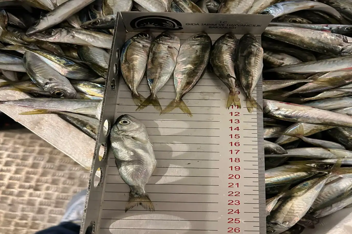 Küçük boyda balık avı ve belgesiz taşımacılığa ceza